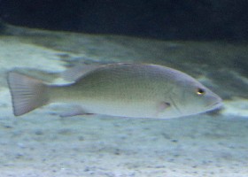 Mangrove Snapper